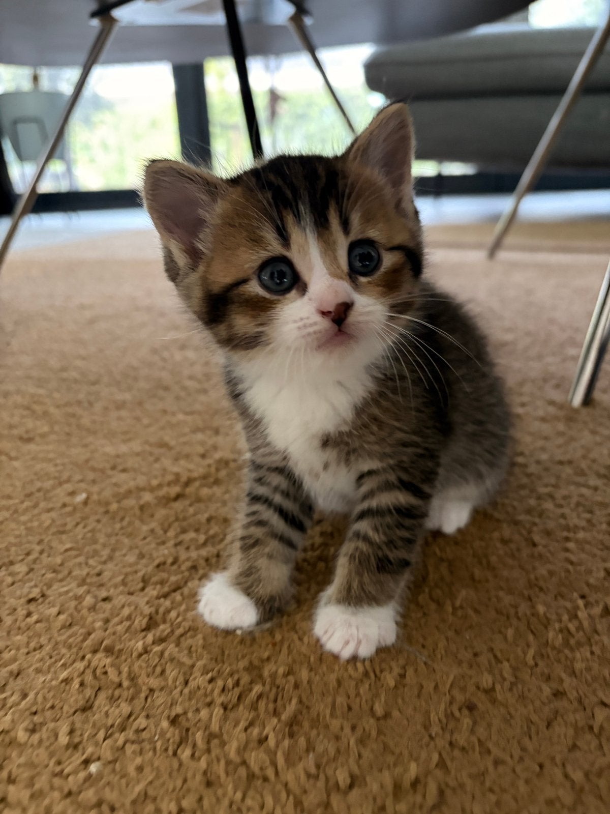 Nog 3 mooie kittens zoeken een huisje, Meerdere dieren, 0 tot 2 jaar