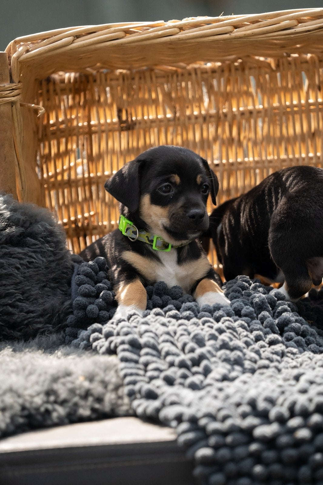 Huiskamernestje Jack Russell pups jackrussel, Dieren en Toebehoren, Honden | Jack Russells en Terriërs, Parvo, Jack Russell Terriër