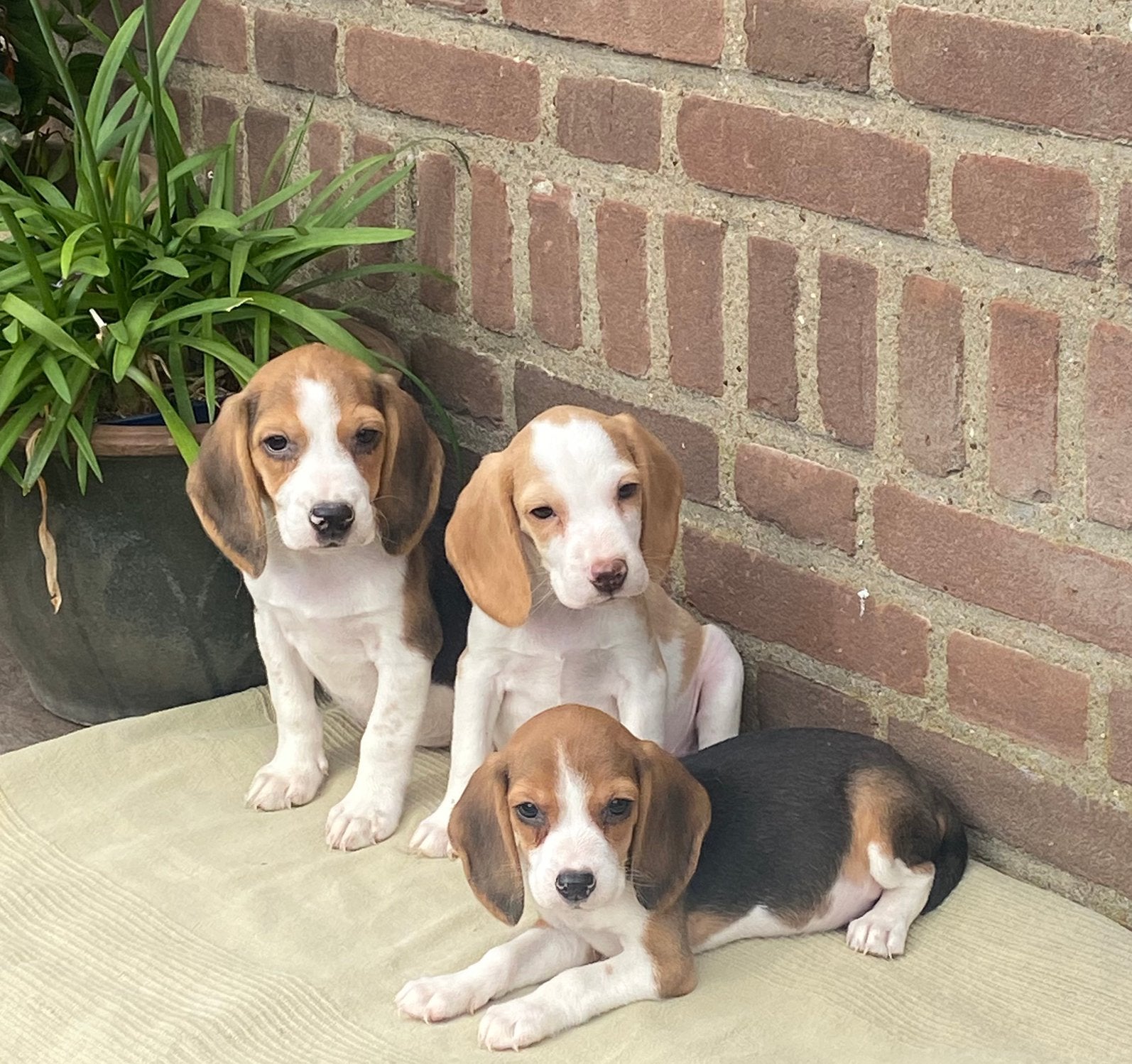 Prachtige BEAGLE x KOOIKER pups