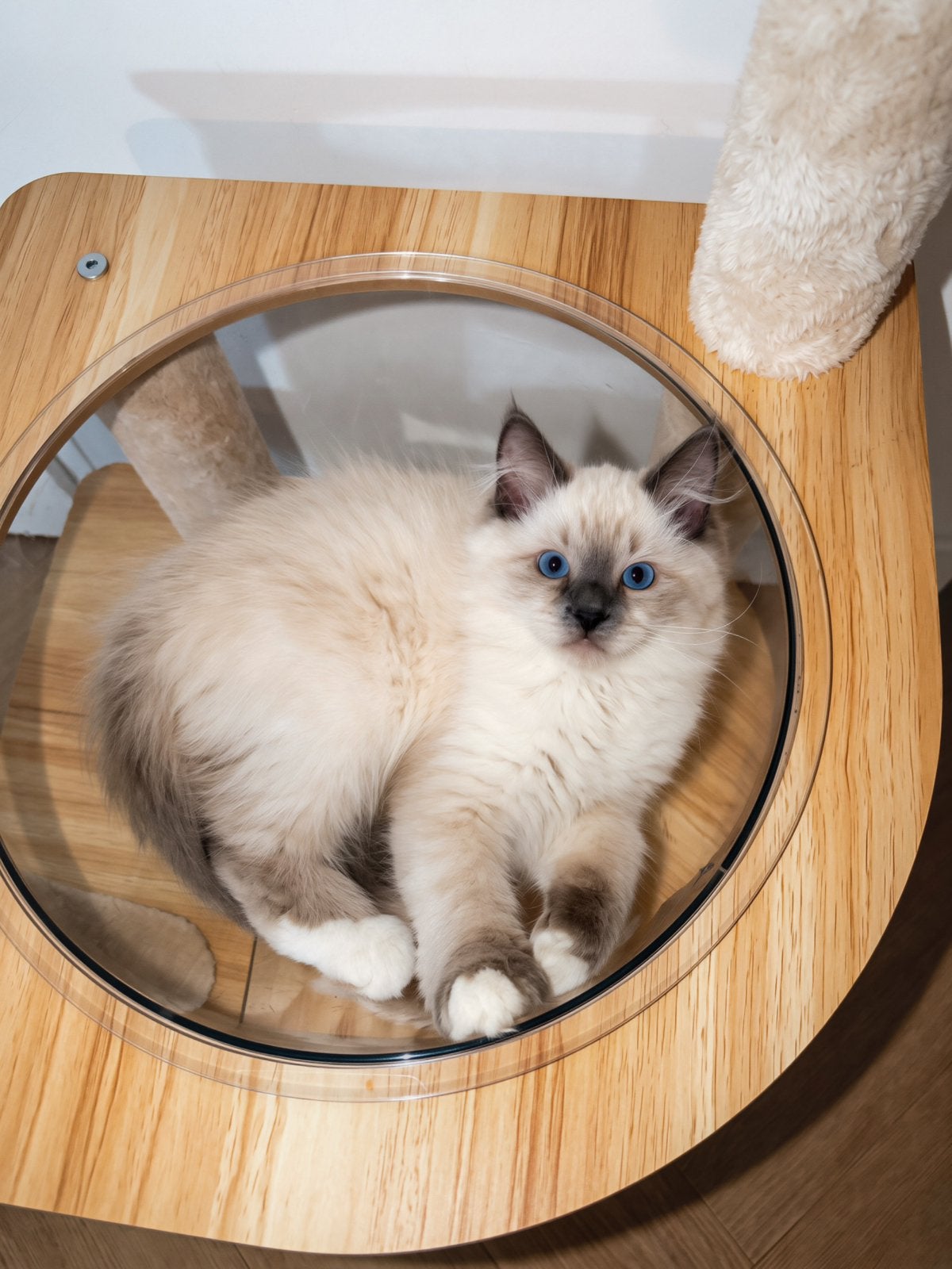 Ragdoll Kitten / Katertje Blue Mitted, Dieren en Toebehoren, Kater, Gechipt, 0 tot 2 jaar