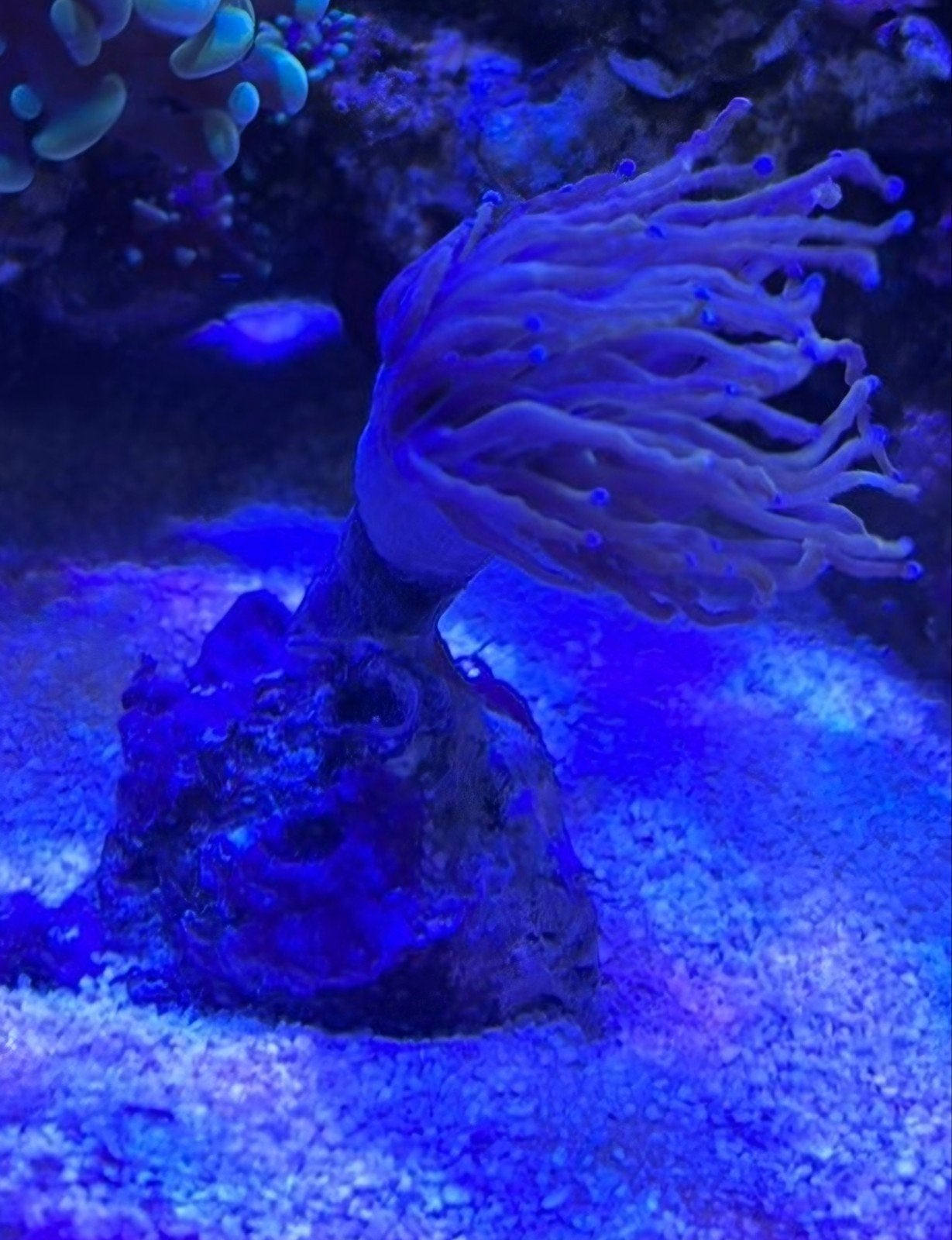 aquarium/zeeaquarium/koraal/zoutwater/stekken/vissen/torch, Dieren en Toebehoren, Overige typen