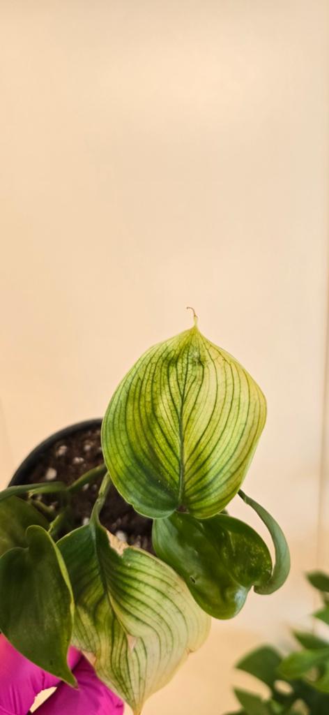 Scindapsus white monster, Ophalen of Verzenden, Halfschaduw, Minder dan 100 cm