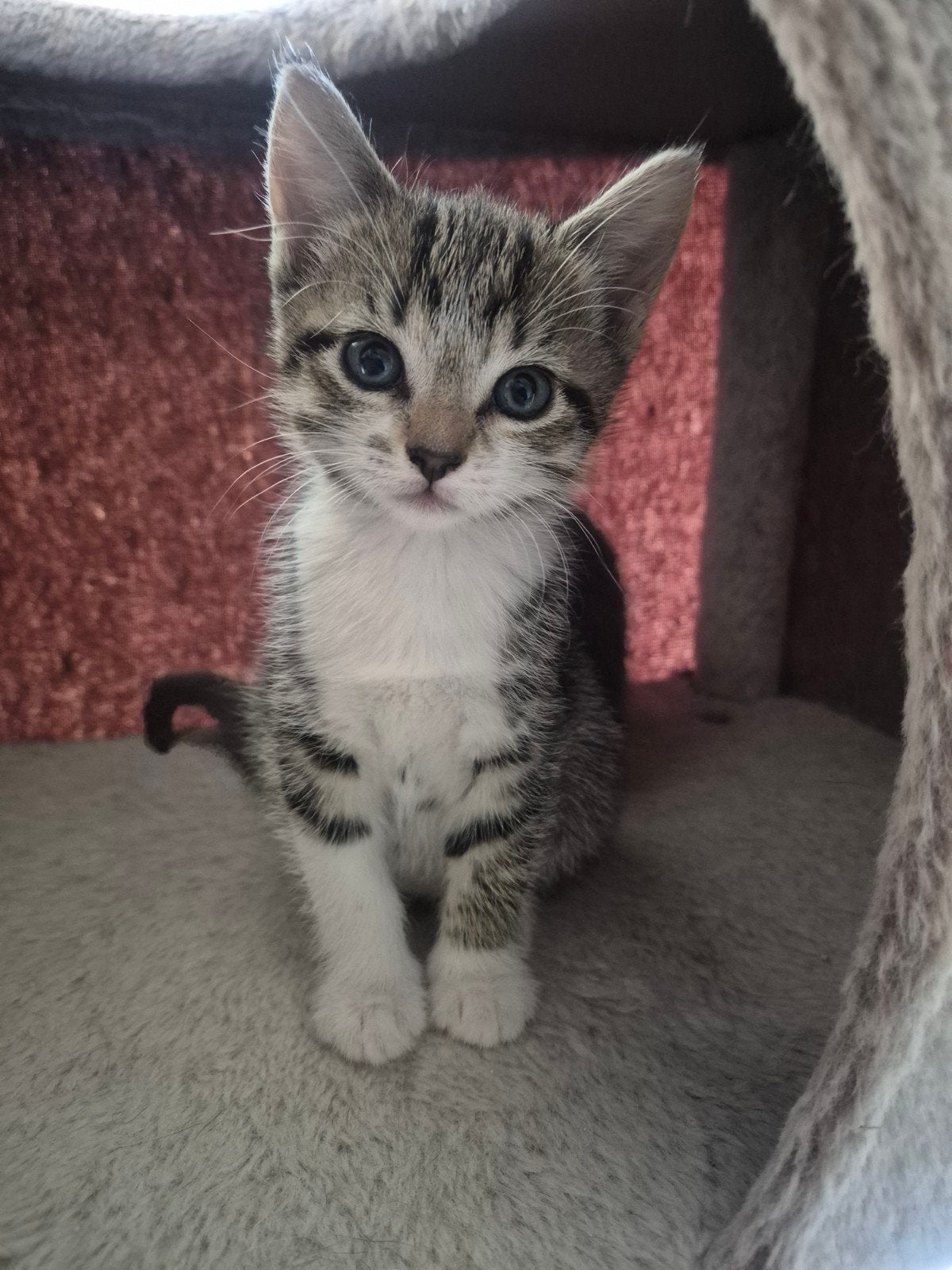 Kittens, Meerdere dieren