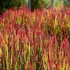 Japanse bloedgras 'Red Baron" ( imperata cylindrica ), Ophalen, Vaste plant, Siergrassen, Volle zon