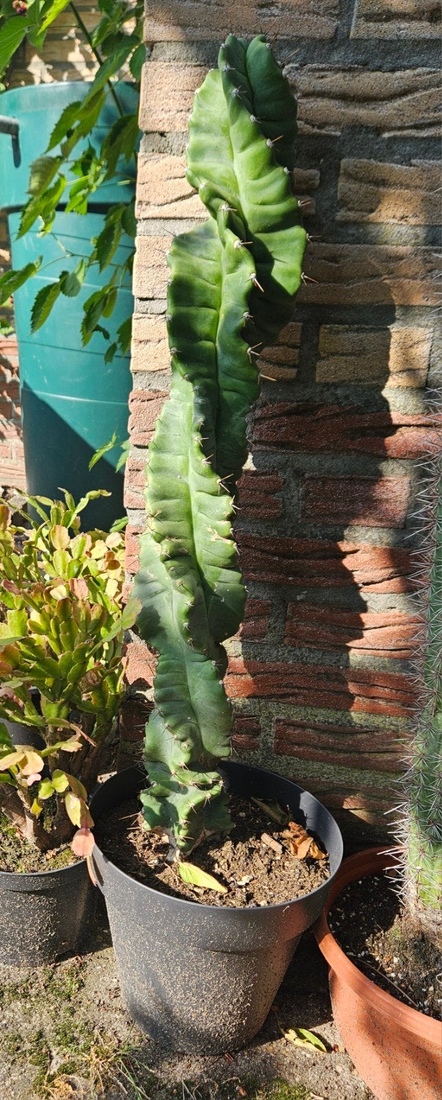 Unieke Spiraalcactus - Myrtillocactus Geometrizans Cristata, Ophalen, Overige soorten, Volle zon