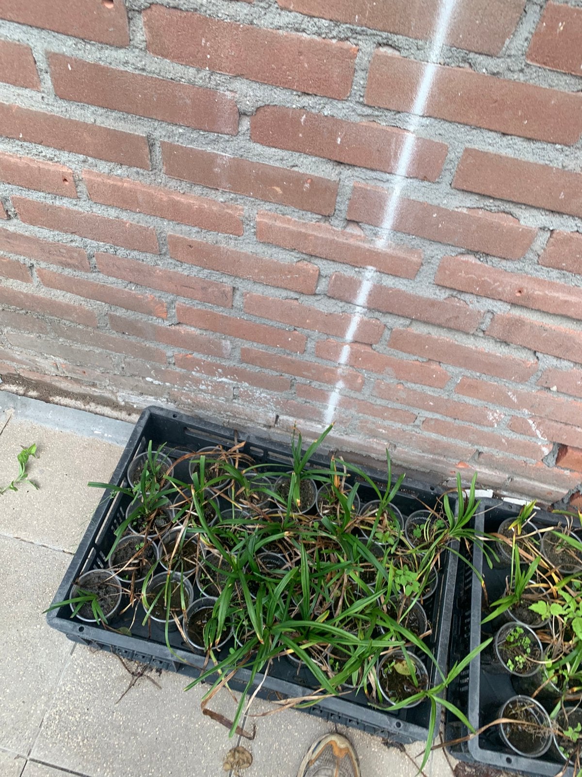 Siergras zegge,verschillende stekjes, Tuin en Terras, Vijvers, Ophalen of Verzenden, Zo goed als nieuw