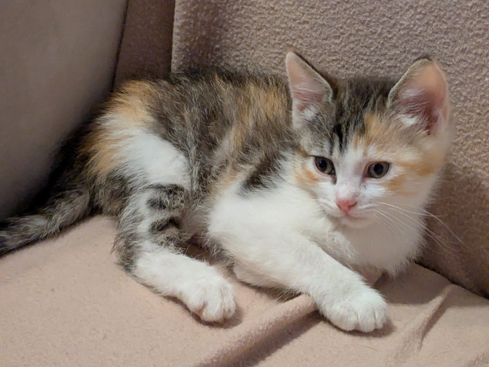kruising ragdoll kittens, Dieren en Toebehoren, Katten en Kittens | Raskatten | Langhaar, Meerdere dieren, Ontwormd, 0 tot 2 jaar