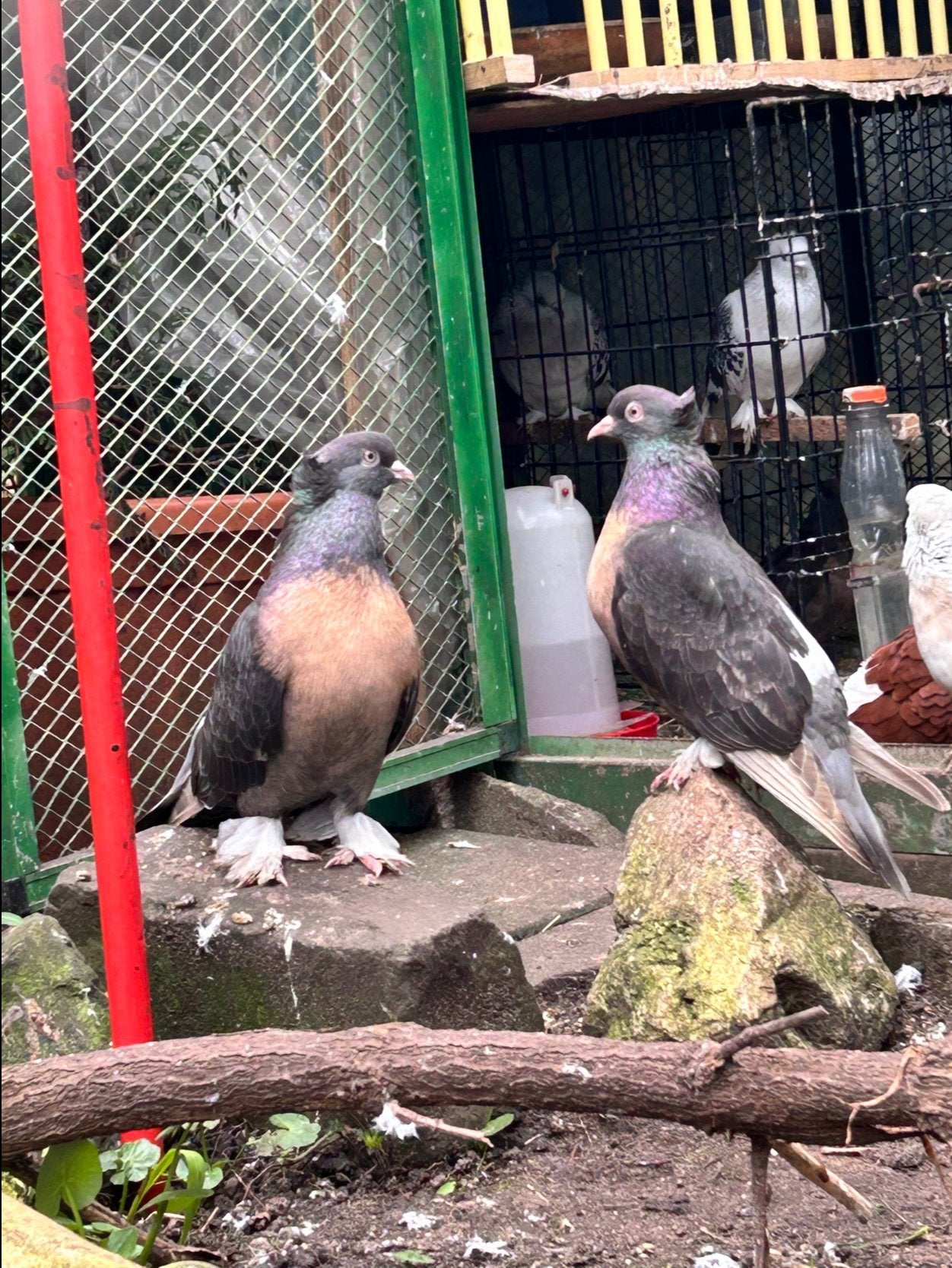 Takla Miro koppel, Dieren en Toebehoren, Meerdere dieren, Overige soorten
