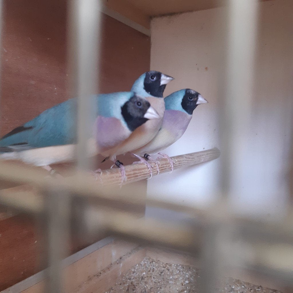Blauwe Gouldamadines te koop!, Dieren en Toebehoren, Vogels | Overige Vogels, Meerdere dieren, Tropenvogel, Geringd
