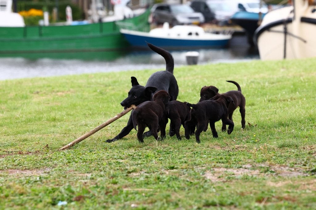 labrador pups /duitse herder pups /(Sheprador)+border collie, 8 tot 15 weken, Labrador retriever, Meerdere, Meerdere dieren