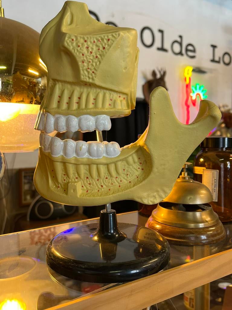 Anatomisch model gebit, Ophalen of Verzenden