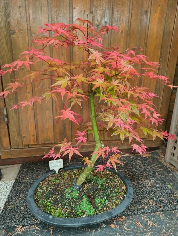 Bonsai Acer Palmatum Deshojo, Bloeit niet, Halfschaduw, Overige soorten, Minder dan 100 cm