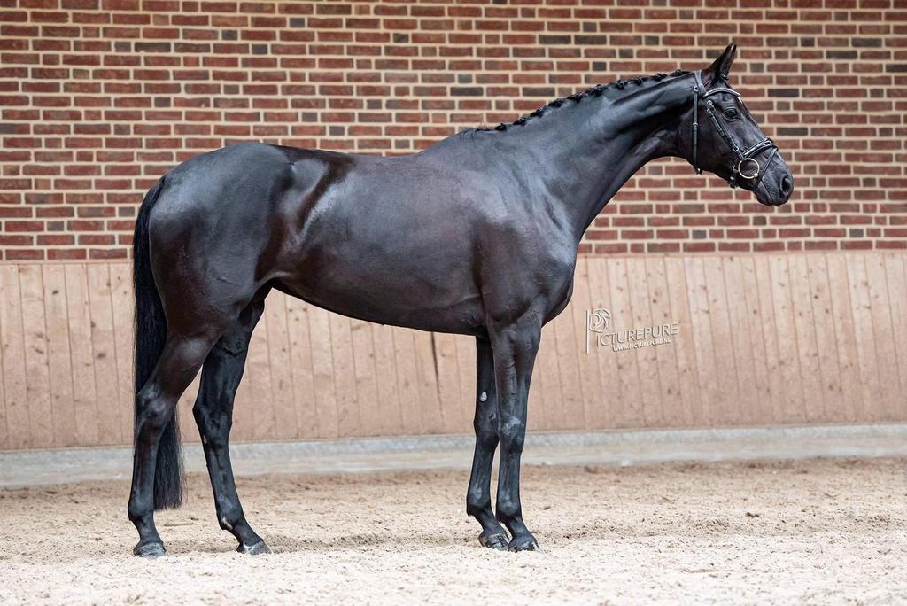 Fok merrie, Dieren en Toebehoren, Merrie, Dressuurpaard, 11 jaar of ouder, 165 tot 170 cm