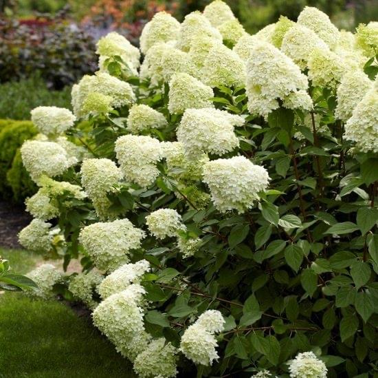 Pluimhortensia - Diverse maten en prijzen, Tuin en Terras, Planten | Tuinplanten, Vaste plant, Halfschaduw, Zomer, Ophalen