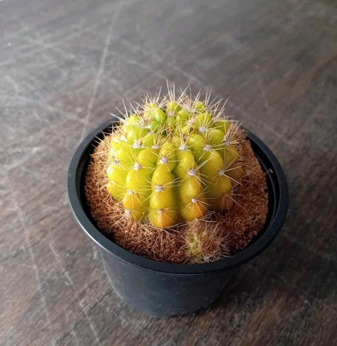 Cactus 10cm, Ophalen, Minder dan 100 cm, In pot, Cactus