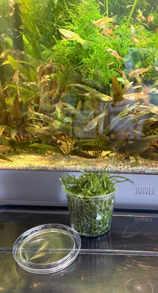 Javamos voor aquarium, type: Spiky, Ophalen, Nieuw, Plant(en), Steen of Hout