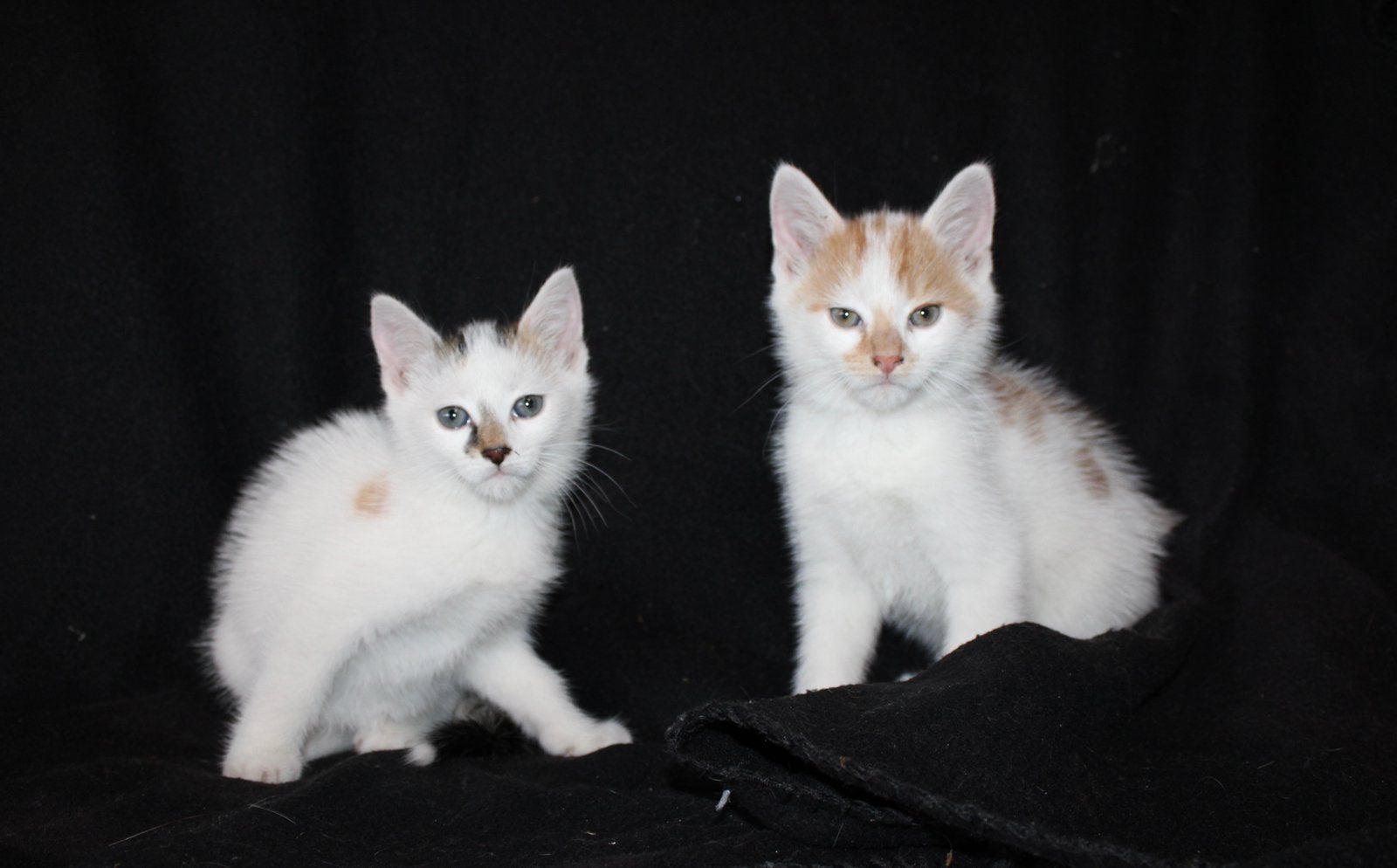 Mooie kittens, Meerdere dieren, 0 tot 2 jaar