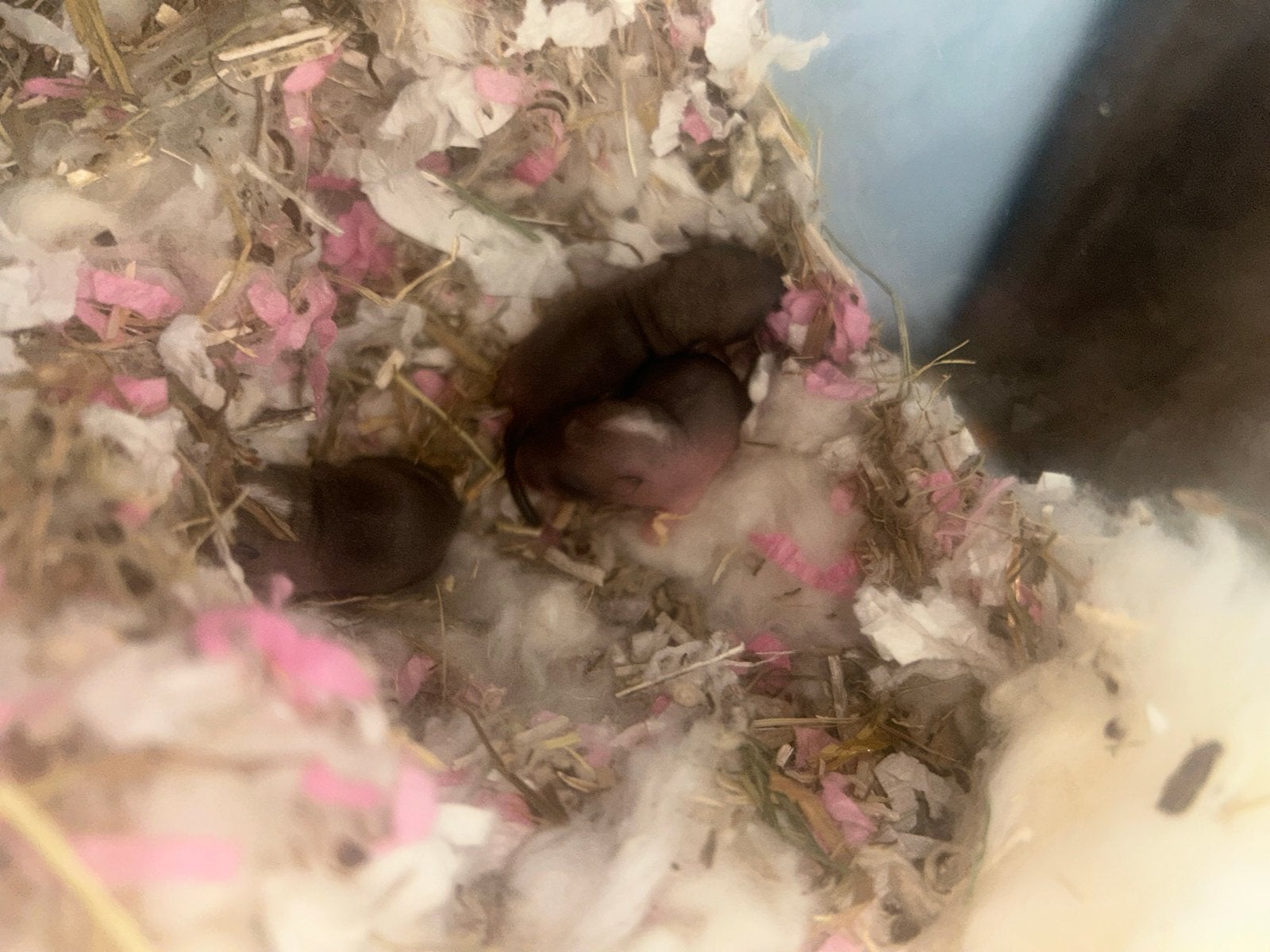 Gerbil jongen, Dieren en Toebehoren, Knaagdieren, Vrouwelijk, Mei, Overige typen, Tam