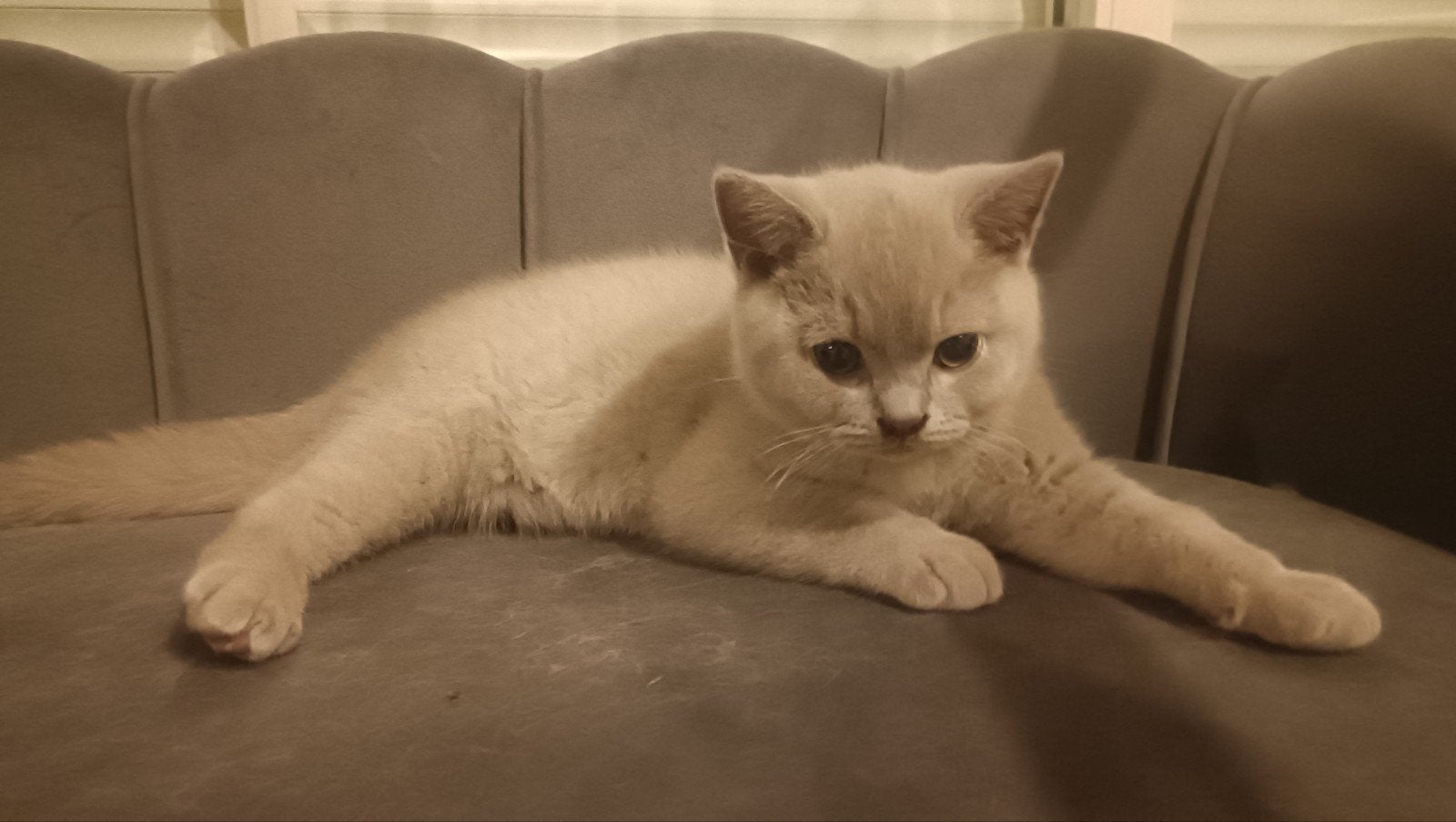 Britse korthaar kittens met stamboom en alle testen., Dieren en Toebehoren, Katten en Kittens | Raskatten | Korthaar, Kater, Met stamboom
