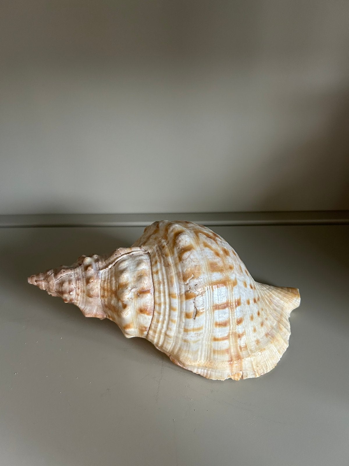 Grote Tritonshoorn – Charonia lampas – 19 cm – Zeeschelp, Ophalen of Verzenden, Schelp(en)