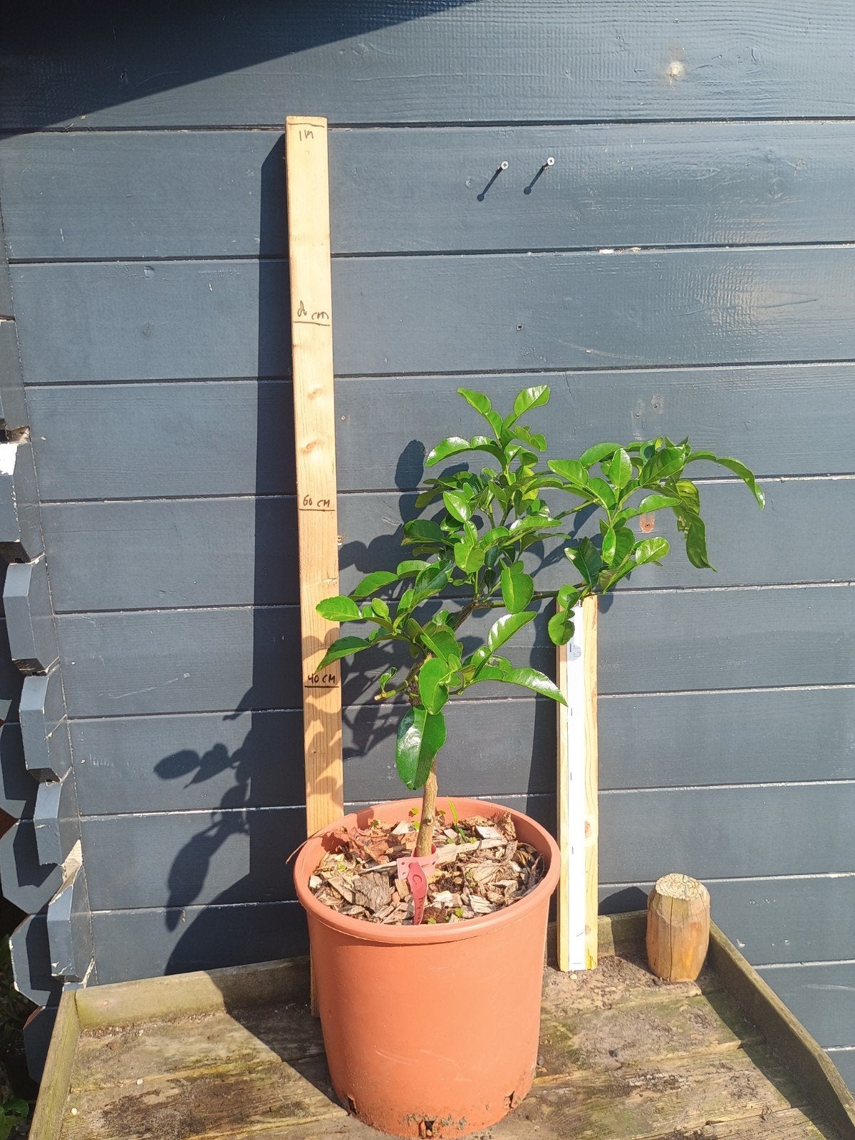 Citrus Hystrix (Djeroek Peroet) - Kaffir Limoenplant, Ophalen, Minder dan 100 cm, Lente, Overige soorten