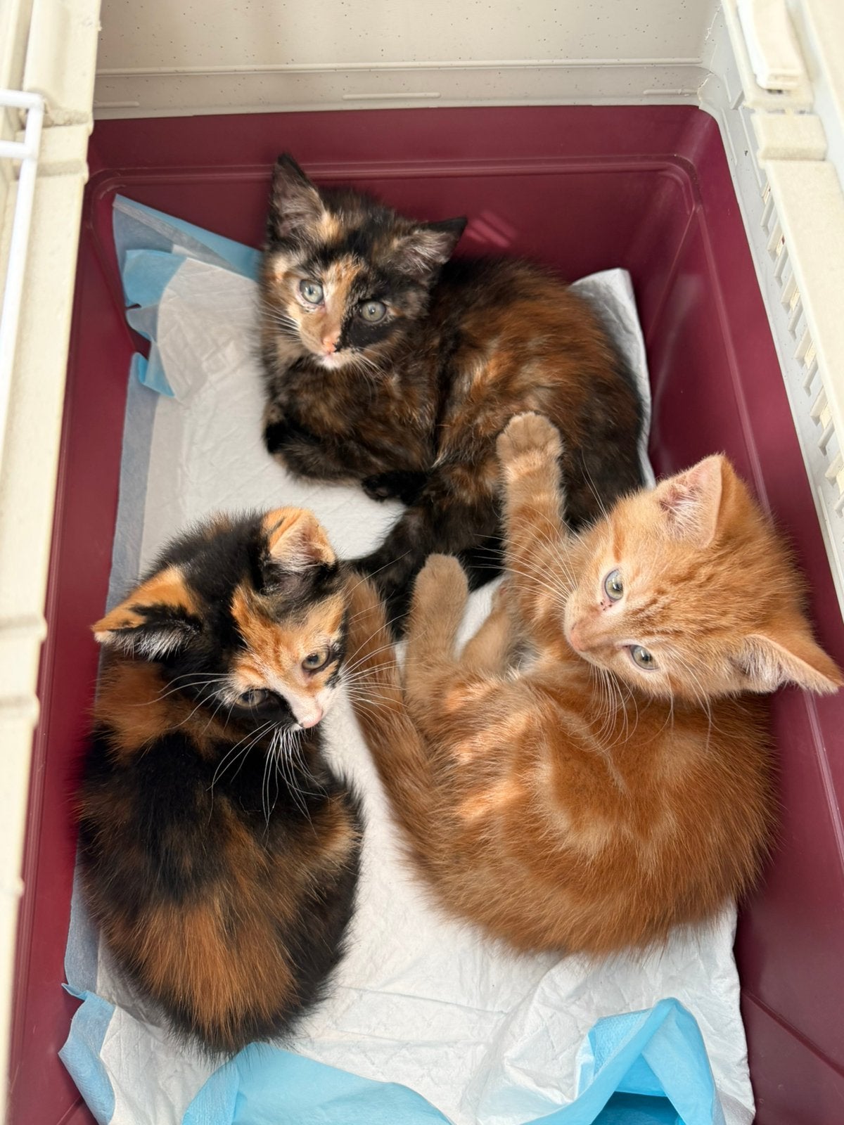 Prachtige kittens kruising mainecoon, Poes, Kortharig, 0 tot 2 jaar