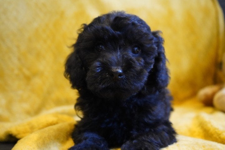 Leuke maltipoo pup., Dieren en Toebehoren, Nederland, Overige rassen, 8 tot 15 weken, CDV (hondenziekte)