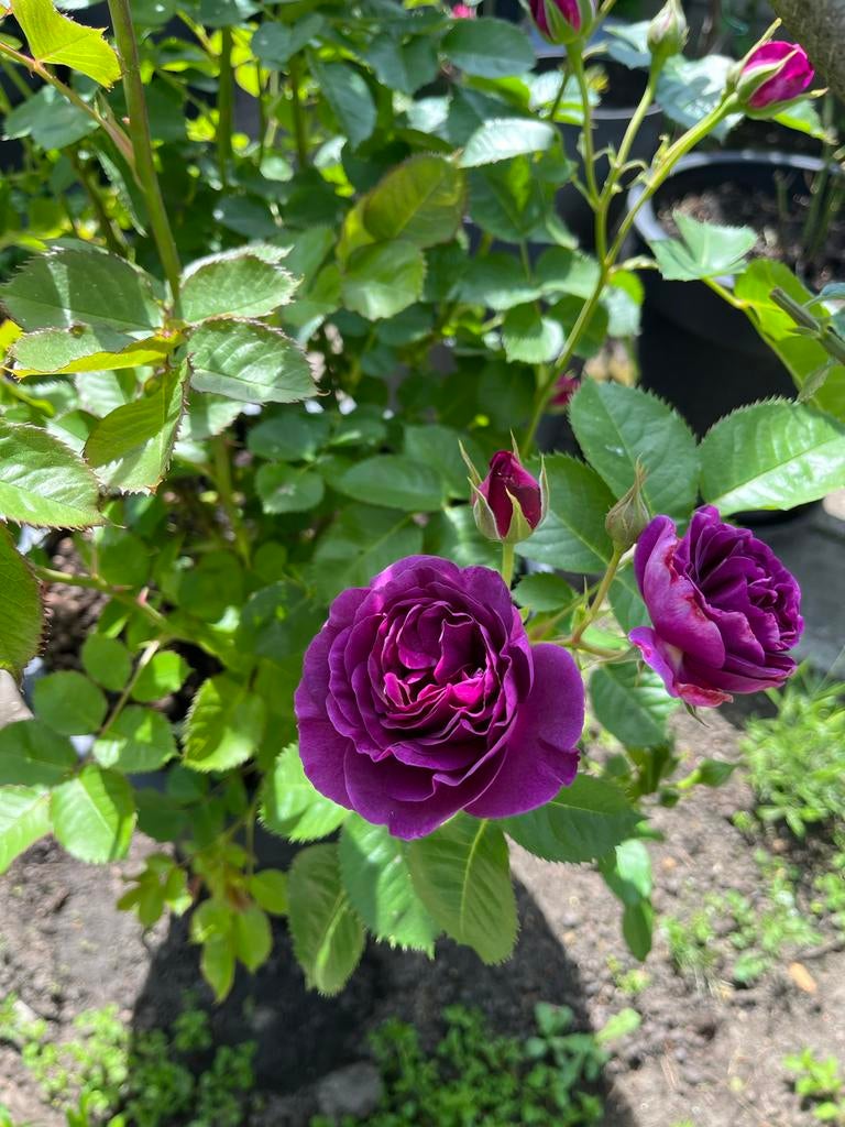 Perkroos 'Minerva' - Paarse rozenstruik, Tuin en Terras, Planten | Tuinplanten, Volle zon, Vaste plant, Zomer, Ophalen