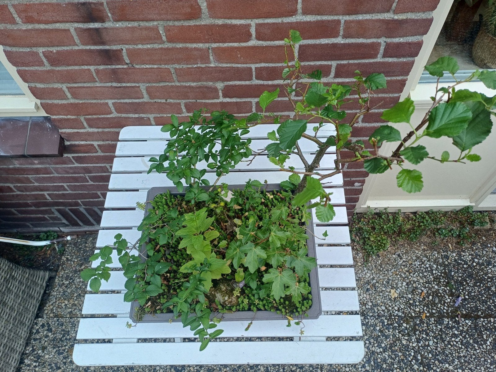 Yose-ue Bonsai met diverse bomen en bodembedekkers, Vaste plant, Bloeit niet, Halfschaduw, Ophalen