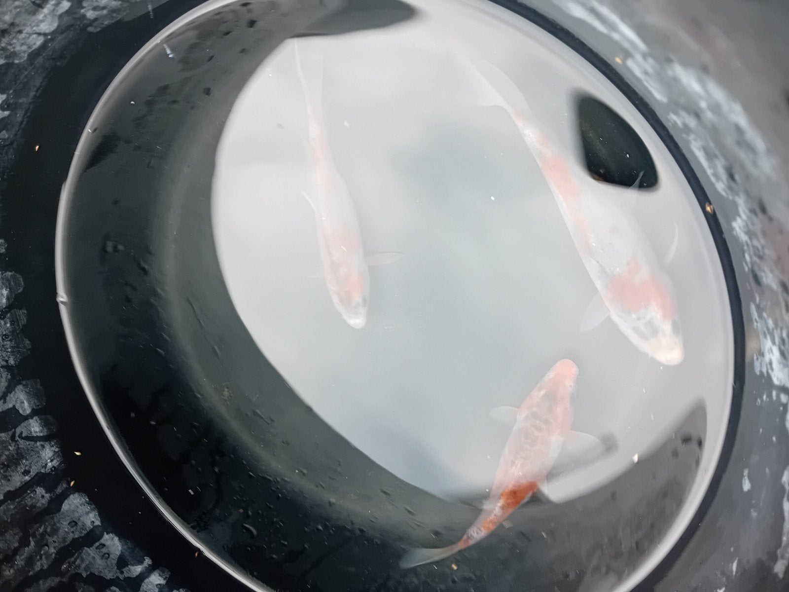 mooie kois, Karper of Koi