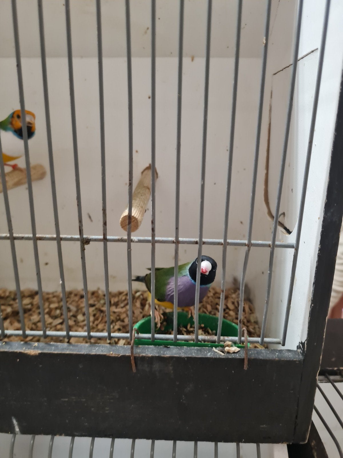 Gold amadine, Meerdere dieren