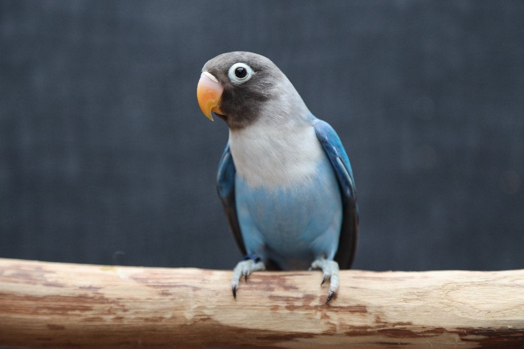 Jonge Baby Agapornis | Fischeri | Div. Kleuren | Handtam, Meerdere dieren, Papegaai, Pratend