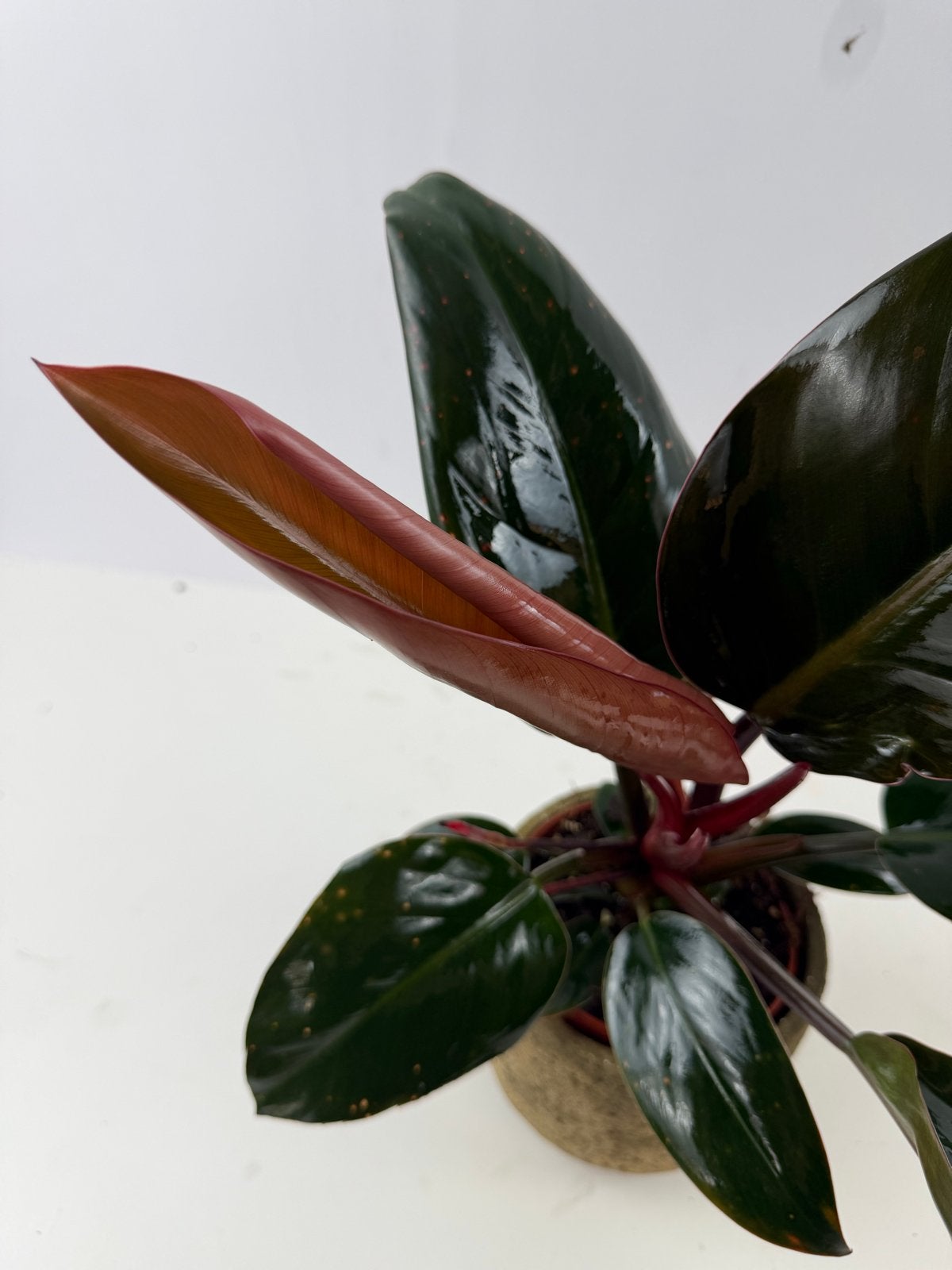 Philodendron Apple Congo p12, Ophalen of Verzenden