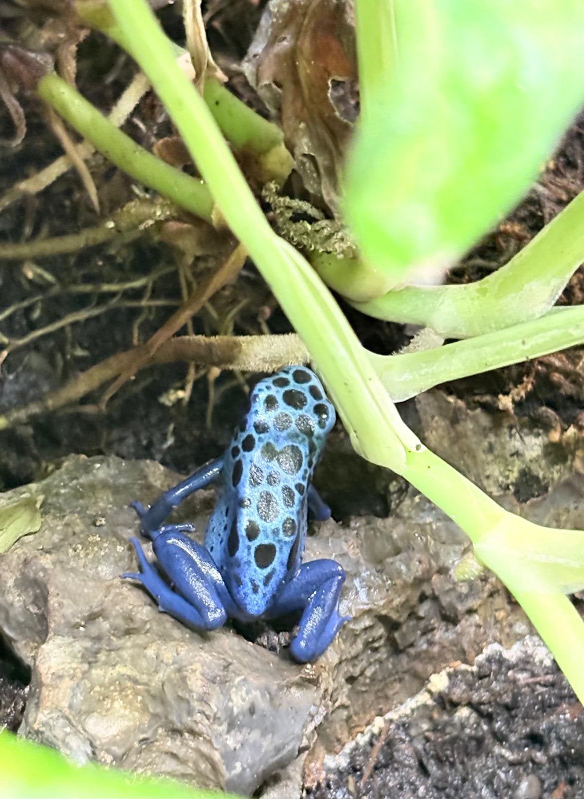 DENDROBATES TINCTORIUS AZUREUS - BLAUWE PIJLGIFKIKKER, Dieren en Toebehoren, Reptielen en Amfibieën, Amfibie, 0 tot 2 jaar