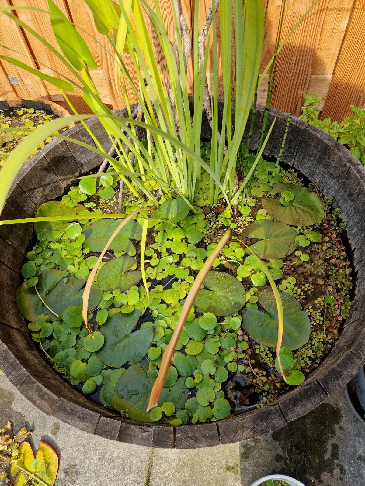 Vijverplanten drijfplanten, Ophalen