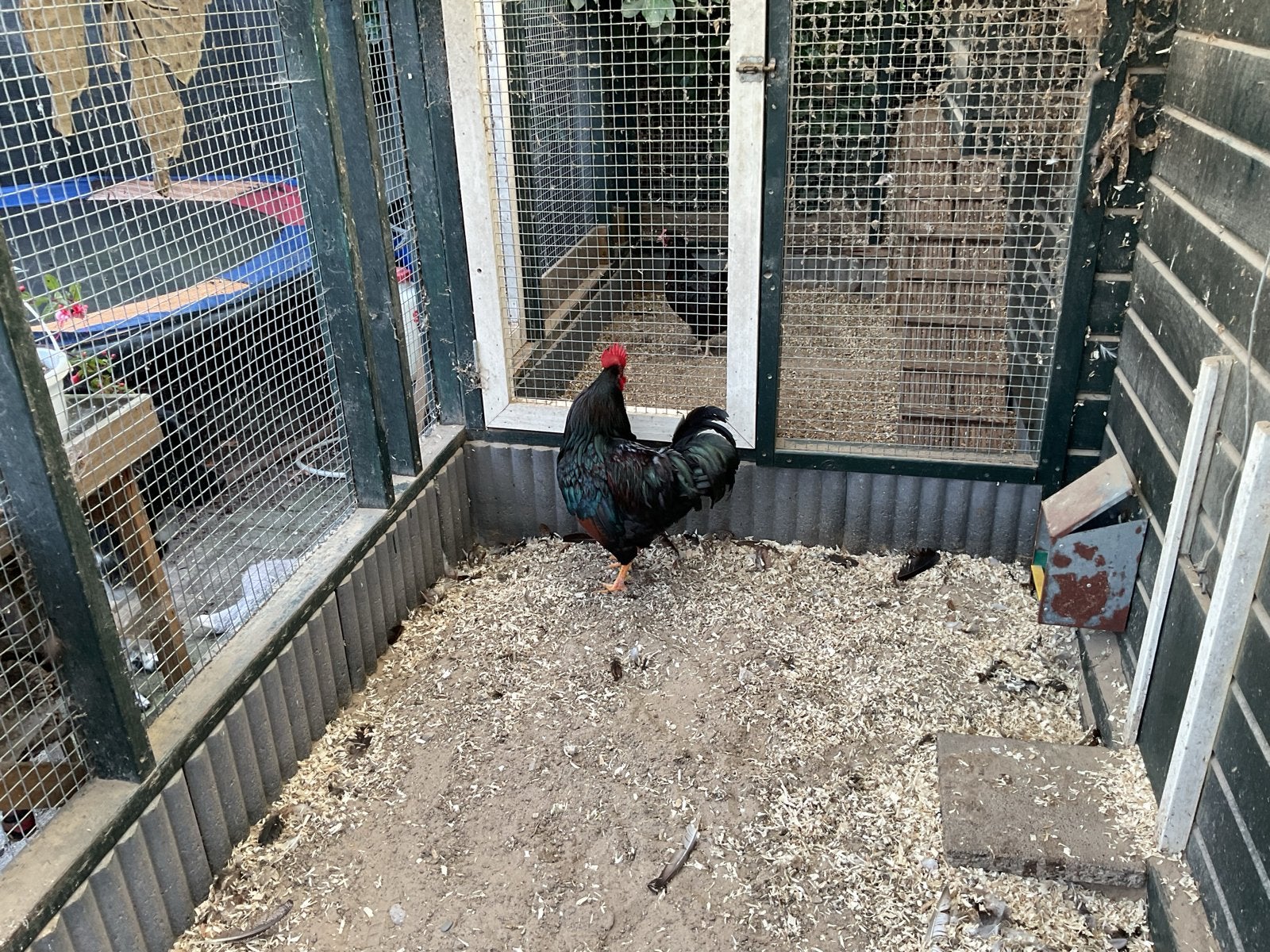 Barnevelder haan dubb gezoomd, Dieren en Toebehoren, Mannelijk, Kip