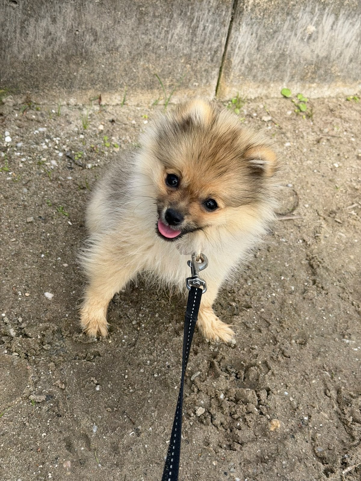 Pomeriaan 17 weken tekoop, Rabiës (hondsdolheid), 15 weken tot 1 jaar, Teef, Eén hond