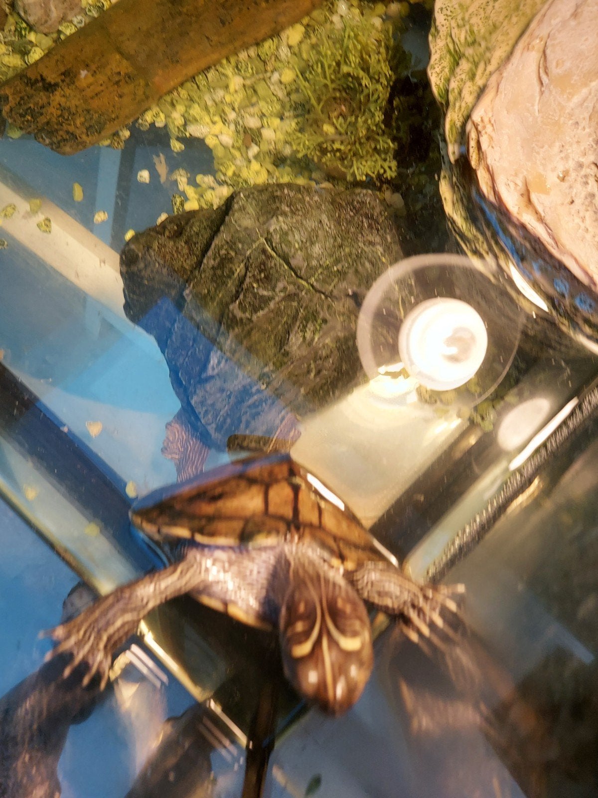 Wij zoeken een nieuw huis voor onze lieve schildpad Harrie Turtle photo 5