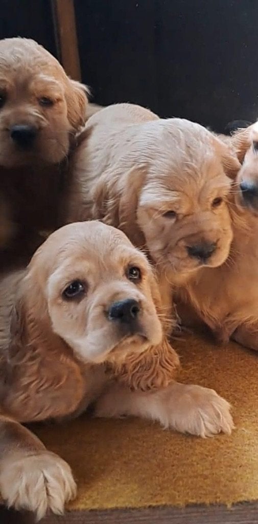 Amerikaanse cocker spaniel pup, 15 weken tot 1 jaar, Buitenland, Teef, Meerdere