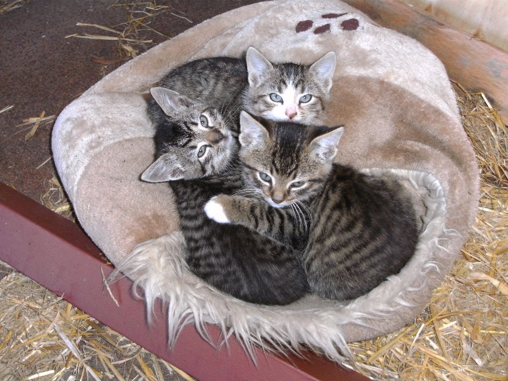 kittens, Meerdere dieren, 0 tot 2 jaar
