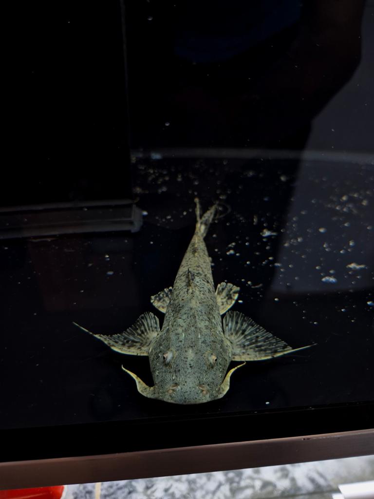Bagarius bagarius goonch catfish, Vis, Zoetwatervis