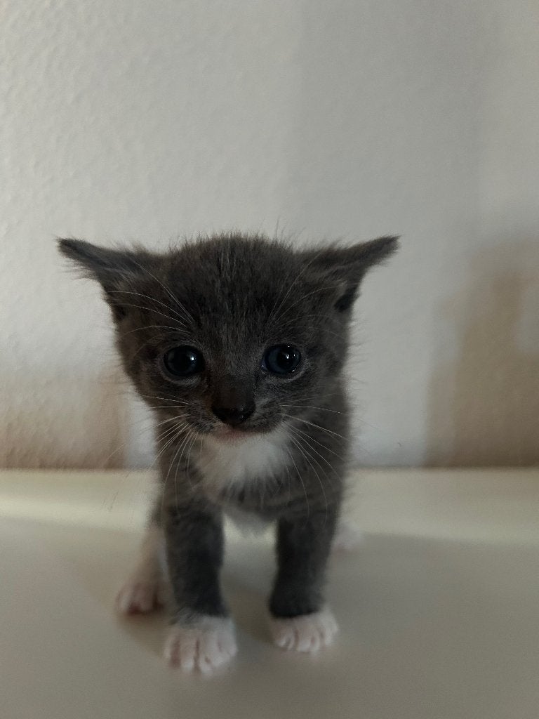 Kittens, Dieren en Toebehoren, Katten en Kittens | Overige Katten, Meerdere dieren, Kortharig, 0 tot 2 jaar