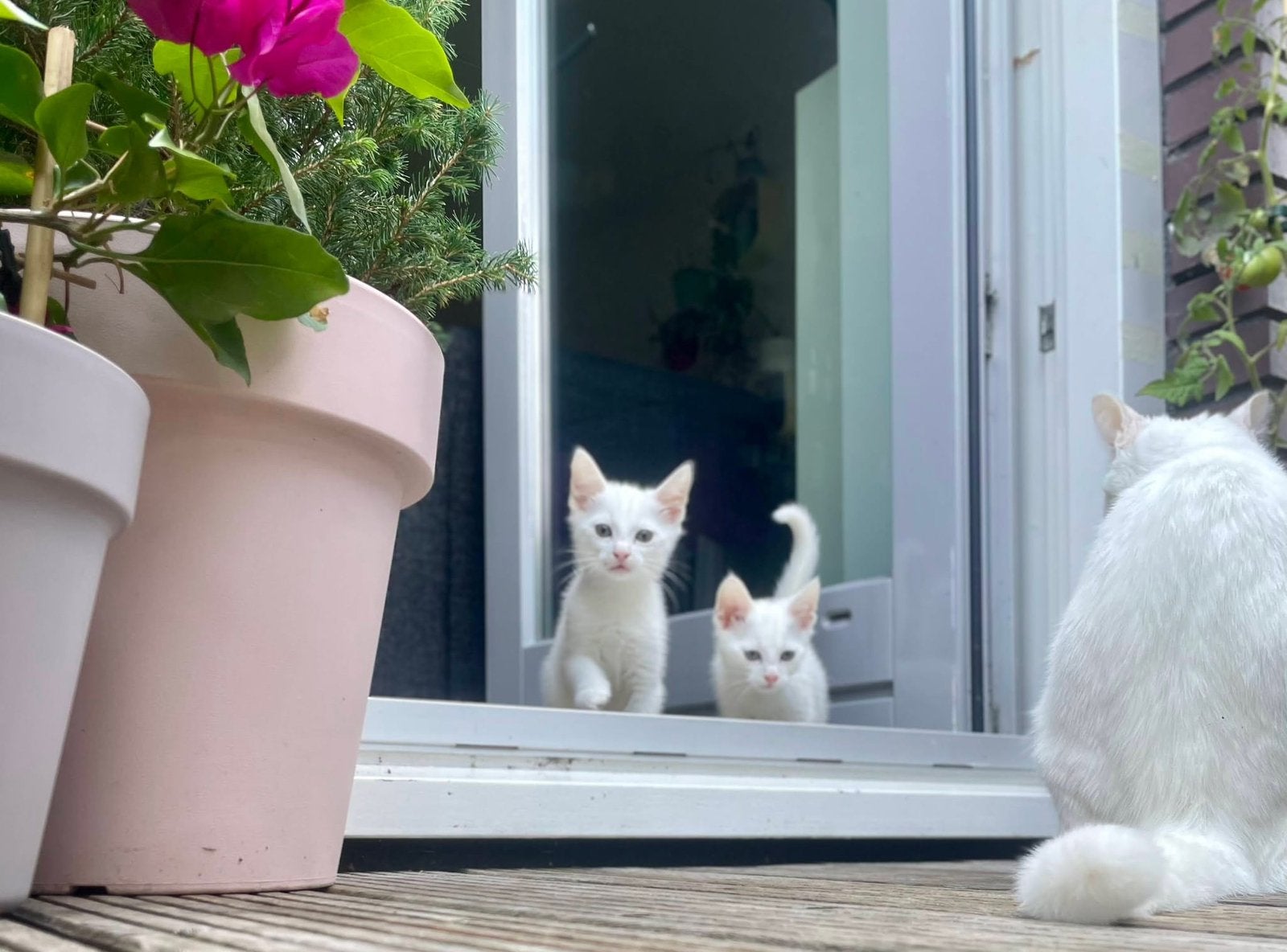 Schattige kittens wit, een grijs, Dieren en Toebehoren, Katten en Kittens | Raskatten | Korthaar, Meerdere dieren