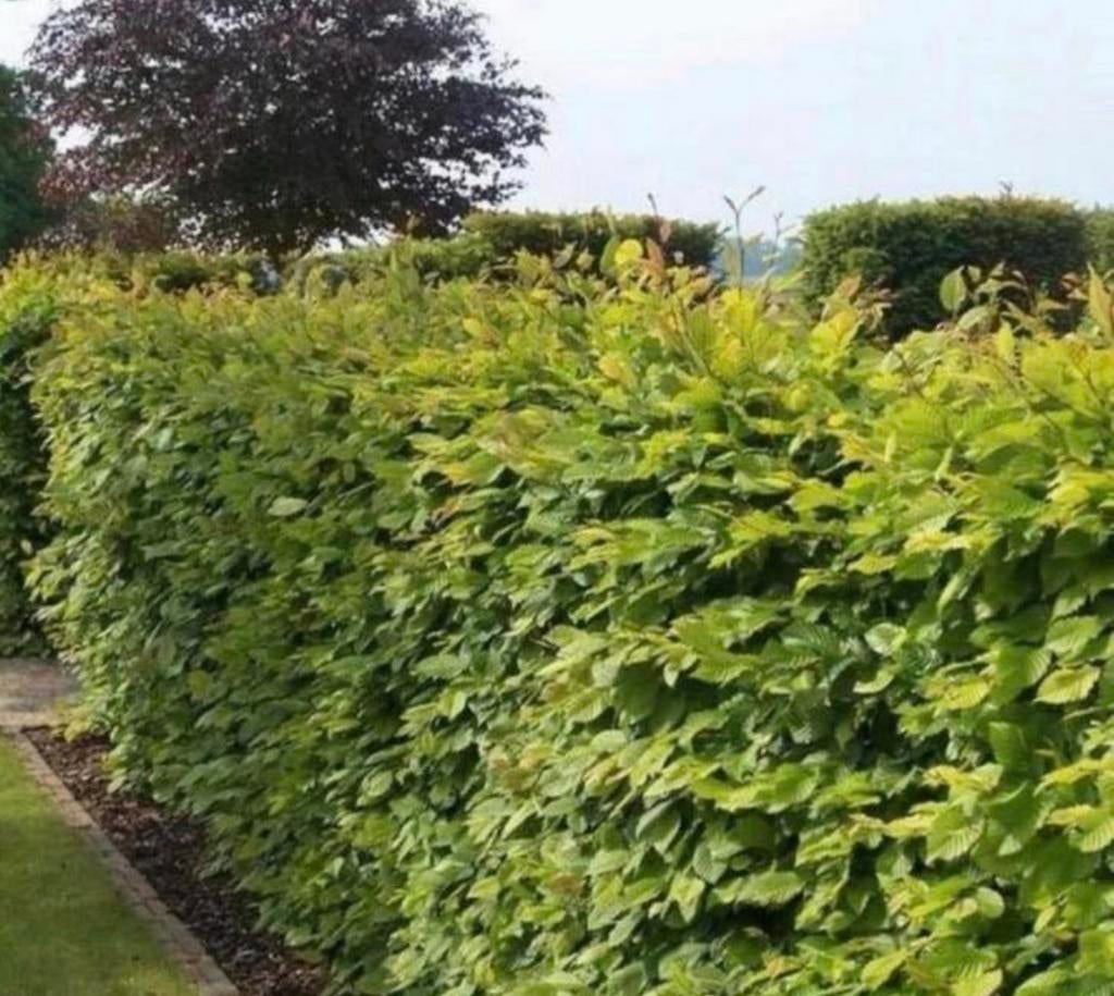 Beukenhaag Fagus Sylvatica, Tuin en Terras, Planten | Bomen, Ophalen of Verzenden, Bloeit niet, Halfschaduw, Overige soorten