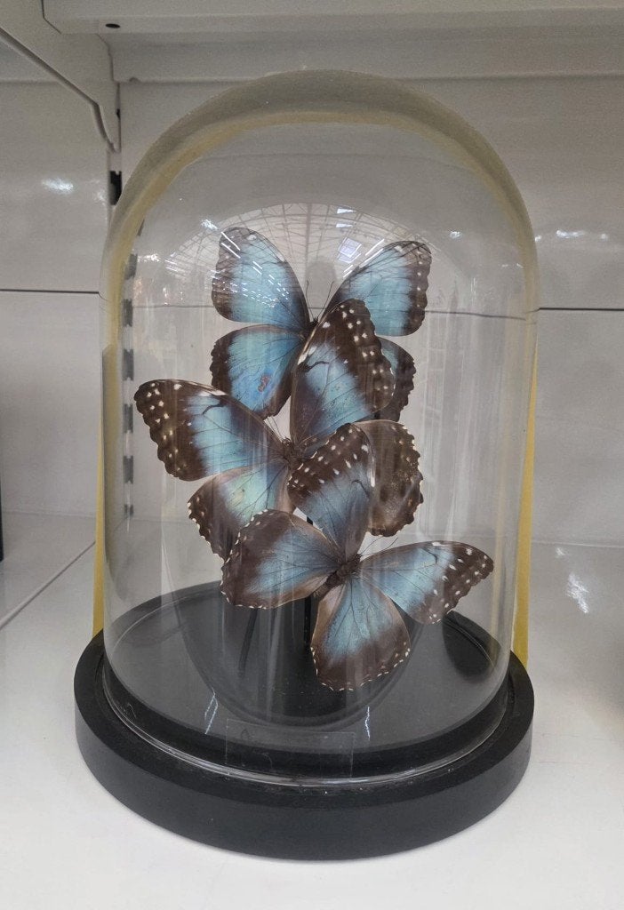 Vlinderwereld: Prachtige Morpho vlinders onder stolp, Ophalen of Verzenden