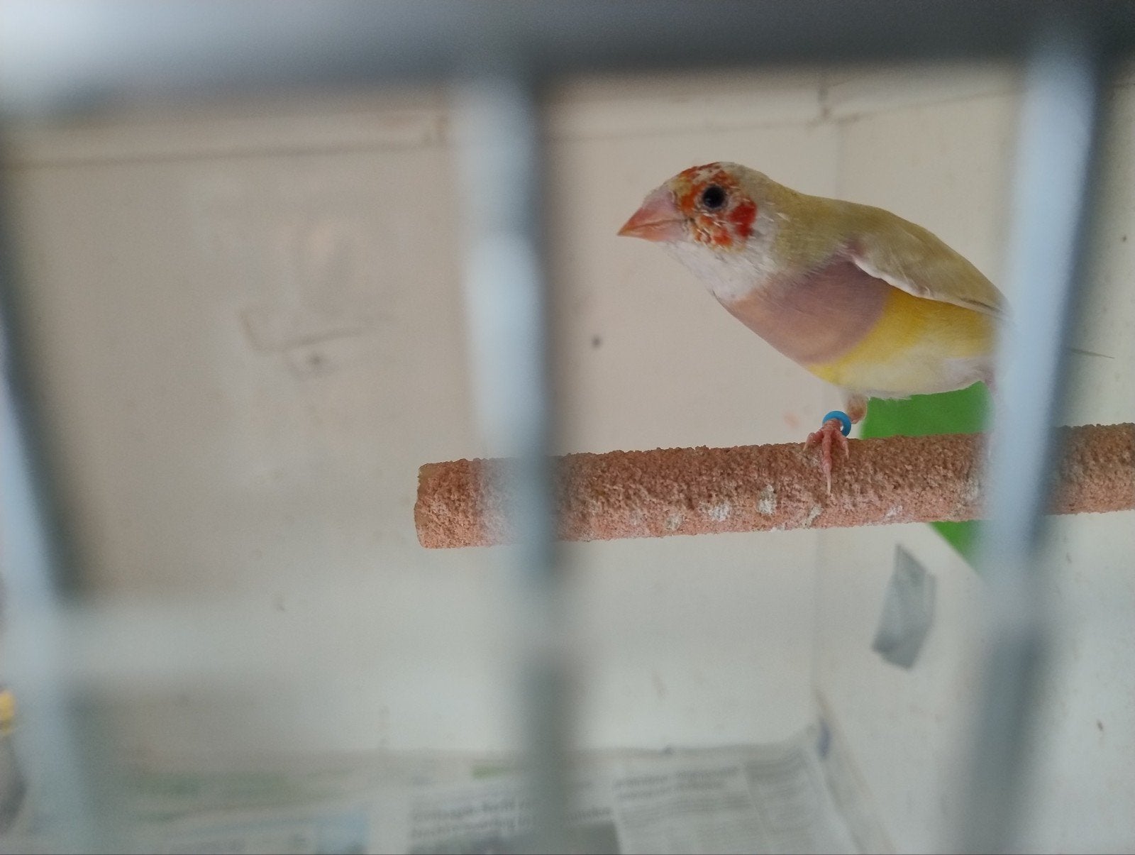 gouldamadine geel pop, Dieren en Toebehoren, Vrouwelijk