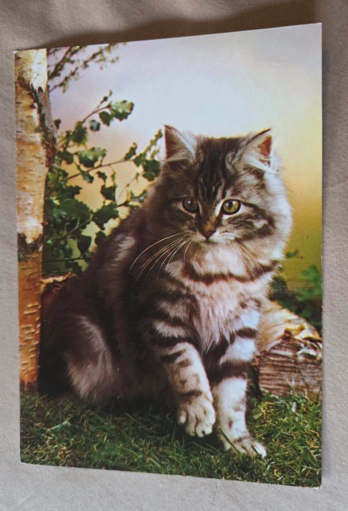 Mooi grijs poesje - ANSICHTKAART, Verzenden, 1980 tot heden, Ongelopen, Hond of Kat