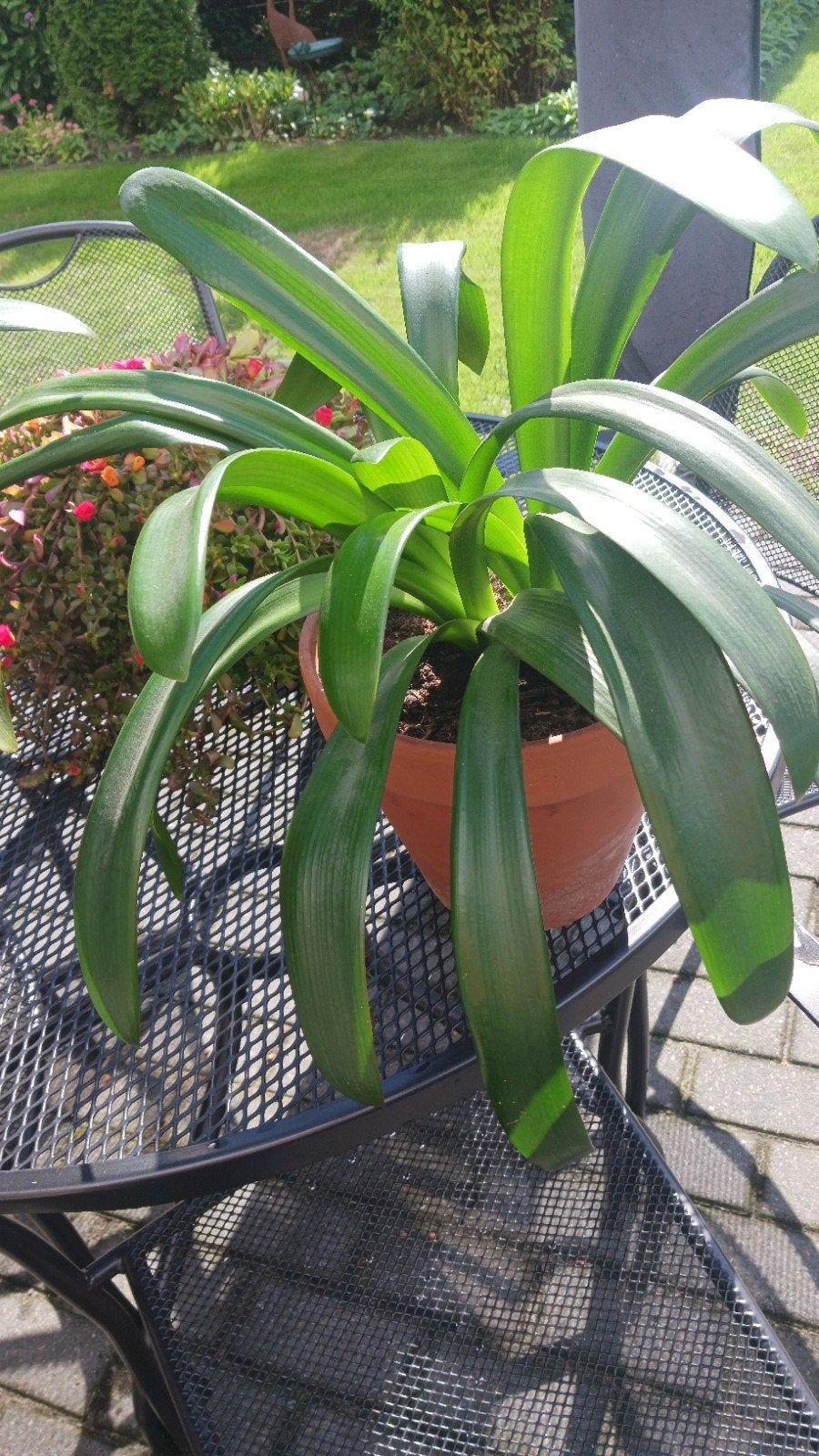 Clivia plant in pot - Groene kamerplant, Vaste plant, Halfschaduw, Lente, Ophalen