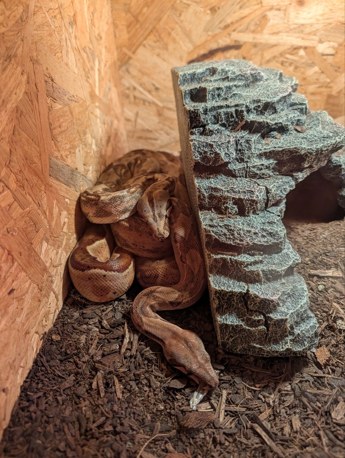 2 boa constrictors Boa Constrictor - female for sale from Davy van Amerongen
