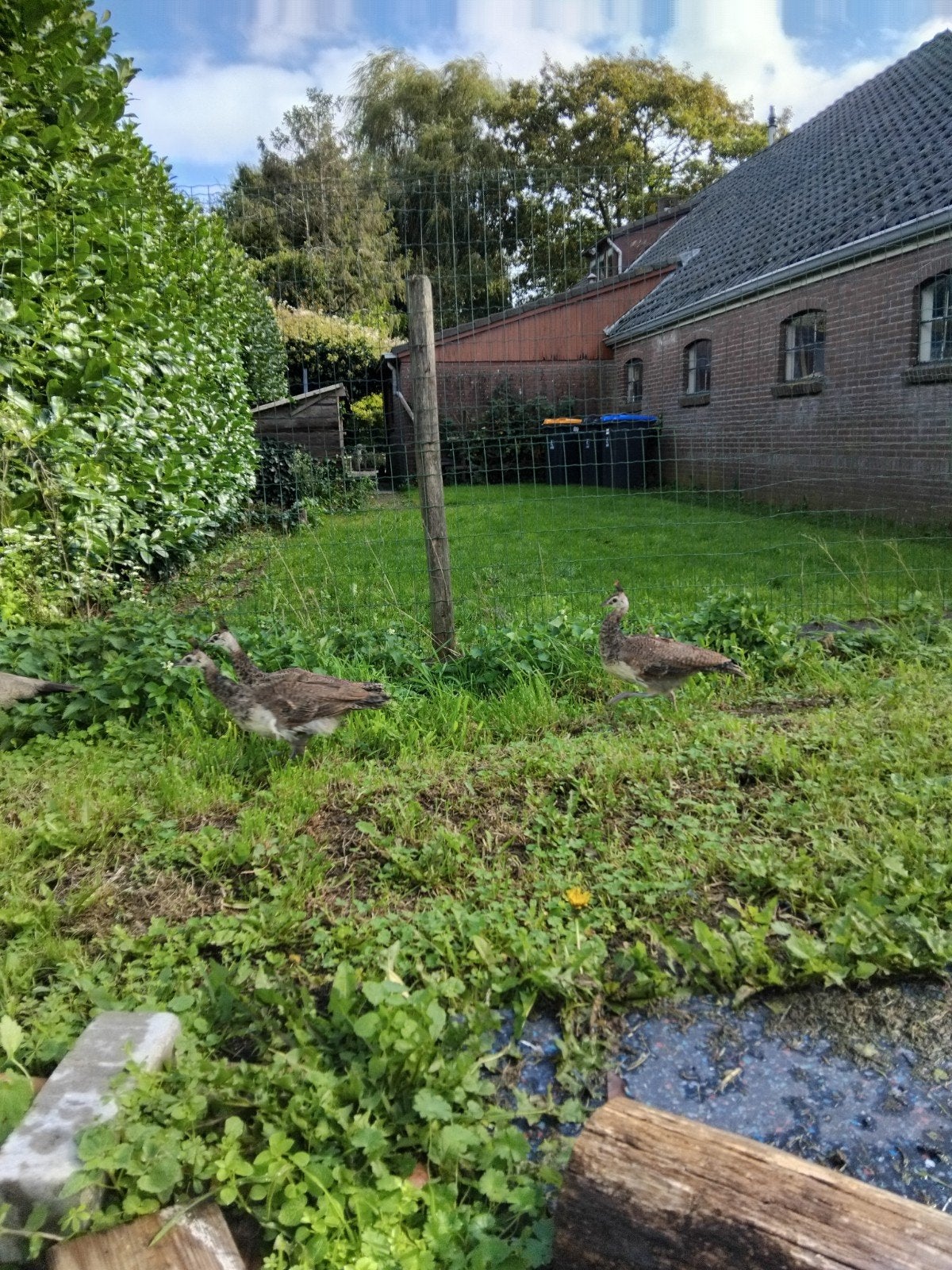 Te koop 3 jonge blauwe pauwen, Dieren en Toebehoren, Geslacht onbekend, Overige soorten